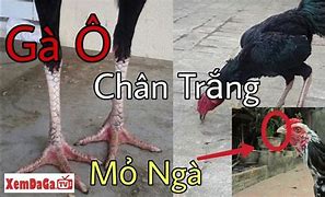 Gà Ô Chân Trắng Mẹ Mắng Cũng Mua